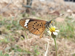 Acraea encedon