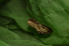 Hupodonta corticalis