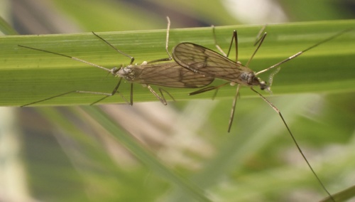 Ormosia lineata