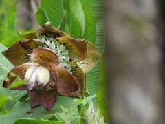 Ensete superbum