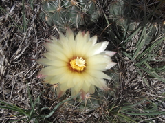 Coryphantha cornifera