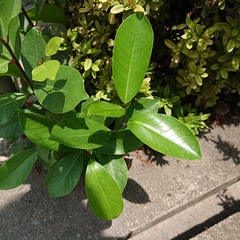 Ficus microcarpa