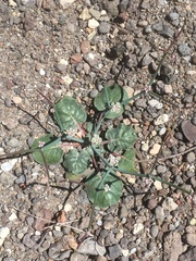 Eriogonum rotundifolium