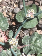 Eriogonum rotundifolium