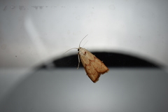 Tirathaba irrufatella