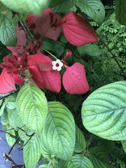 Mussaenda erythrophylla