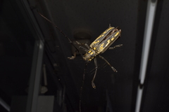Batocera lineolata