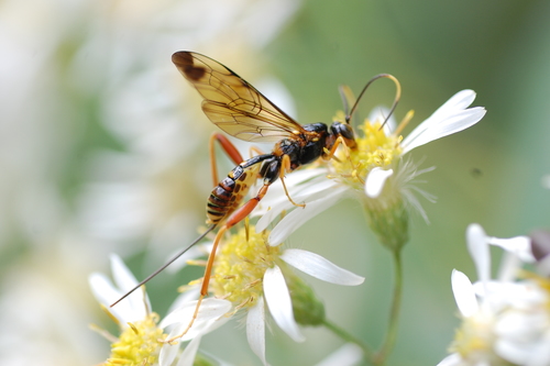 Spilopteron vicinum