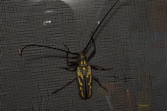 Batocera lineolata