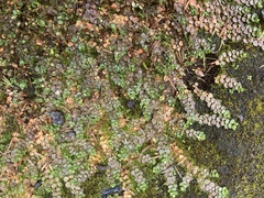 Epilobium komarovianum