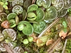 Epilobium komarovianum