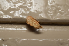 Microleon yoshimotoi