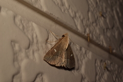 Cidariplura gladiata