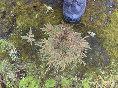 Epilobium komarovianum