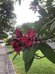 Plumeria rubra