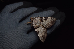 Catocala intacta intacta