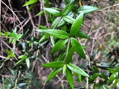 Alyxia ruscifolia ruscifolia
