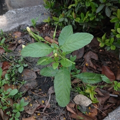 Ruellia tuberosa