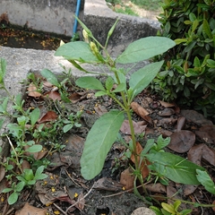 Ruellia tuberosa