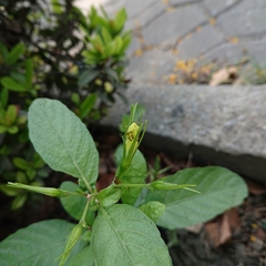 Ruellia tuberosa
