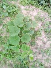 Cucurbitaceae