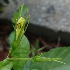 Ruellia tuberosa