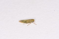 Cicadula