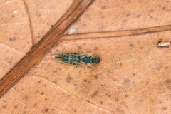 Cicadula