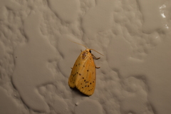 Stigmatophora flava leacrita