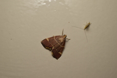 Stemmatophora valida