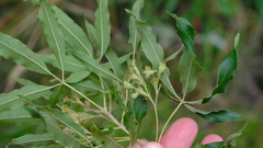 Vitex rehmannii