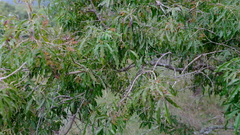 Vitex rehmannii
