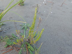Ozothamnus leptophyllus