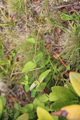 Hypericum bithynicum