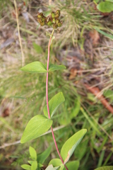 Hypericum bithynicum
