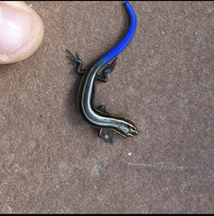 Plestiodon multivirgatus
