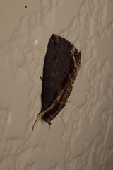 Ercheia umbrosa