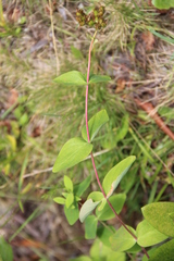 Hypericum bithynicum