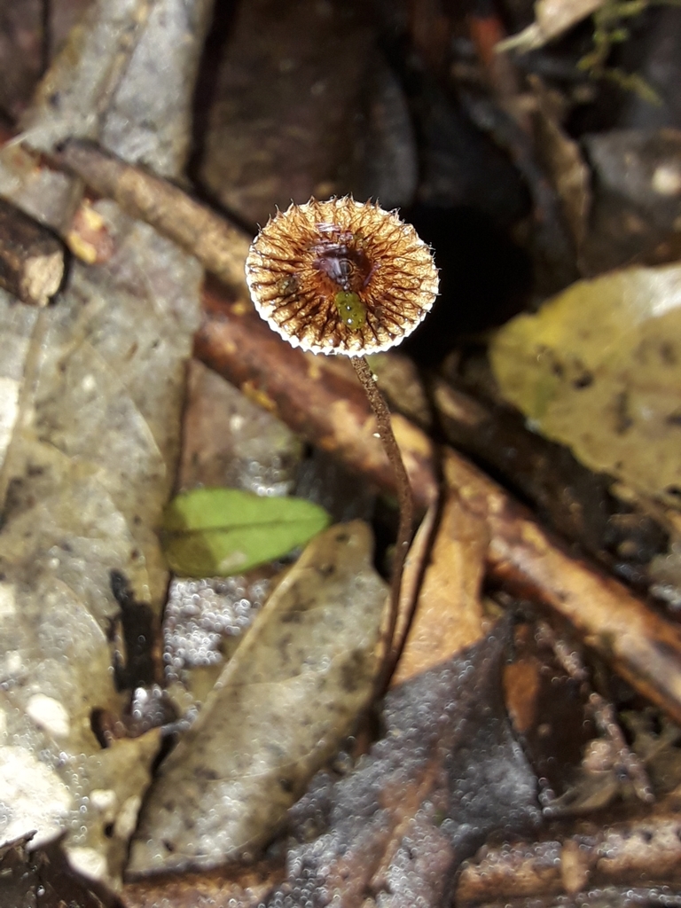Crinipellis from South Taranaki, NZTK, NZ on April 22, 2021 at 1154