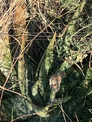 Aloe greatheadii