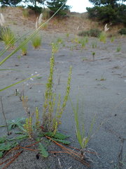 Ozothamnus leptophyllus