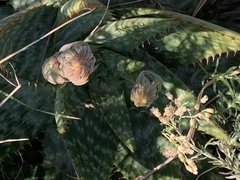 Aloe greatheadii