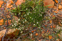 Asparagus divaricatus