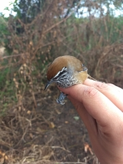 Pheugopedius maculipectus