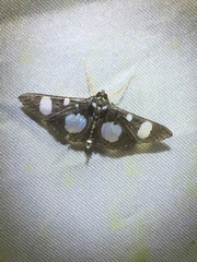 Glyphodes doleschalii