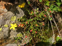 Hypericum nummularioides