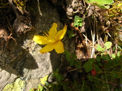 Hypericum nummularioides
