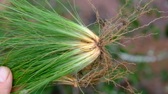 Bulbostylis burchellii