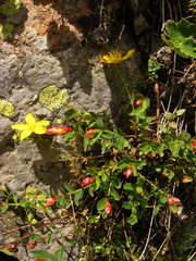 Hypericum nummularioides