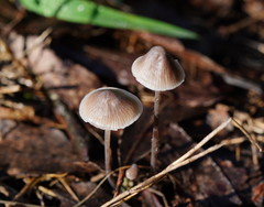 Mycena austrofilopes